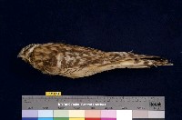 藏品(短耳鴞)的圖片